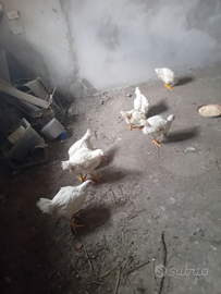 Anatre mute e Germani