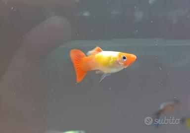 Re gal0 un pesce guppy maschio
