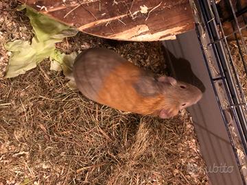 Porcellino d'India / cavia