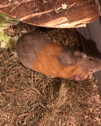 Porcellino d'India / cavia