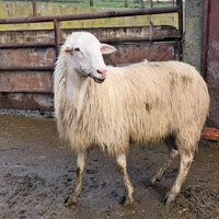 Montoni valle del belice ARR ARR