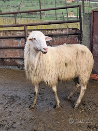 Montoni valle del belice ARR ARR