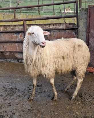 Montoni valle del belice ARR ARR