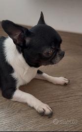 Chihushua adulta