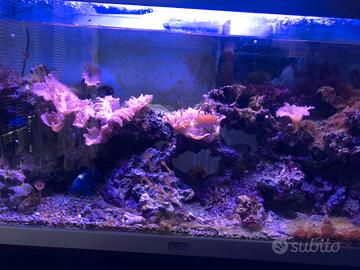 Aquario