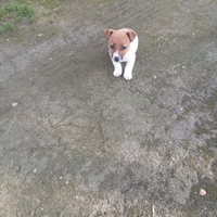 Jack russel