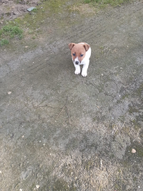 Jack russel