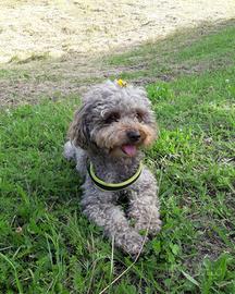 Barboncino nano vorrebbe accoppiarsi