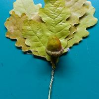 Foglie di quercia per elmetto austro-ungarico WW1