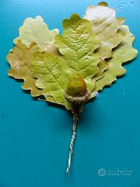 Foglie di quercia per elmetto austro-ungarico WW1