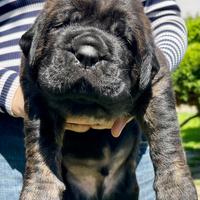 Cuccioli di Cane Corso XXL pedigree - disponibili