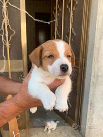 Jack Russell