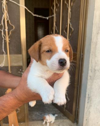 Jack Russell