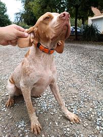 Bracco Pointer 10 mesi Femmina