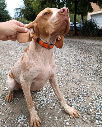Bracco Pointer 10 mesi Femmina