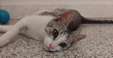 Animali da compagnia