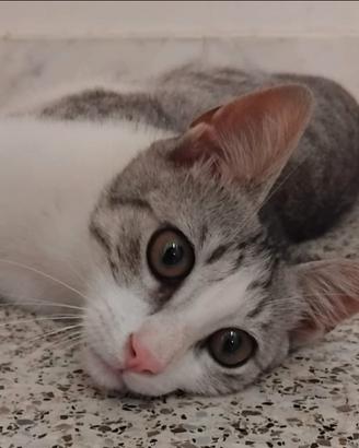 Animali da compagnia