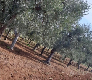 Terreno agricolo con 50 alberi di ulivi
