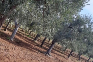 Terreno agricolo con 50 alberi di ulivi