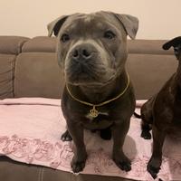 English Staffordshire bull terrier per monta