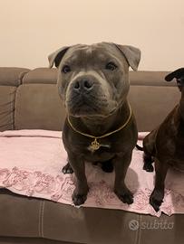 English Staffordshire bull terrier per monta