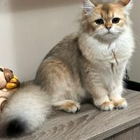 British maschio per monta