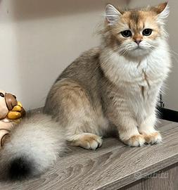 British maschio per monta