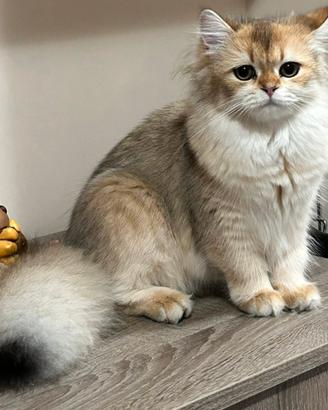 British maschio per monta