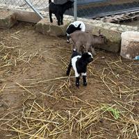 Cuccioli di capra nane