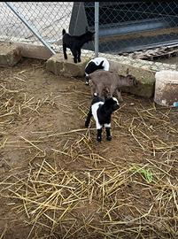 Cuccioli di capra nane