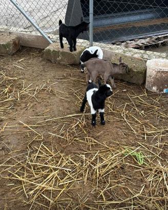 Cuccioli di capra nane
