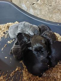 Cuccioli Cane Corso