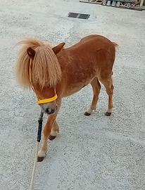 Poni palomino