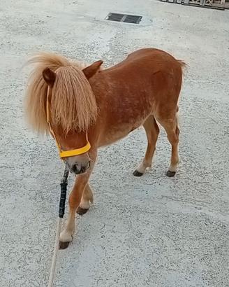 Poni palomino