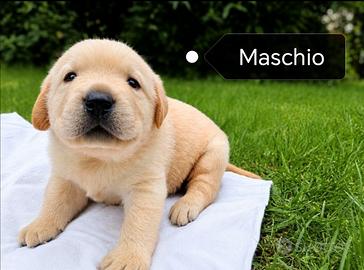 Cuccioli Labrador retriever