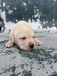 Cuccioli Labrador neri e champagne