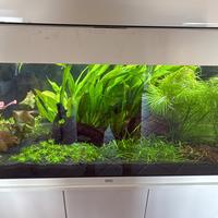 Pogostemon stellatus