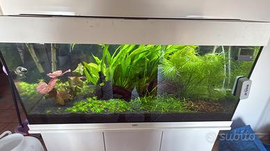 Pogostemon stellatus