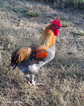 Galletti misti
