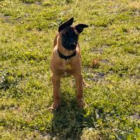 Pastore malinois maschio