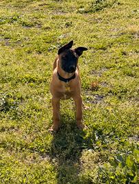 Pastore malinois maschio