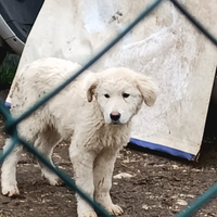 Pastore abruzzese cucciolo