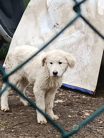 Pastore abruzzese cucciolo