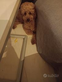 Barboncino colore albicocca