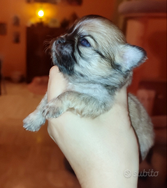 Chihuahua taglia piccola