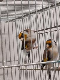 Animali uccelli