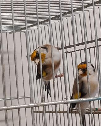 Animali uccelli