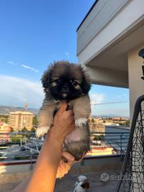 Cucciolo maschio