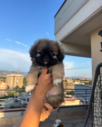 Cucciolo maschio