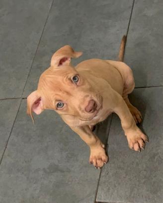 Cuccioli di pitbull
